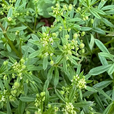 促进消化,调理肠胃