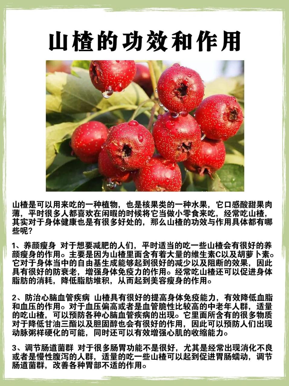 焦山楂的健康功效