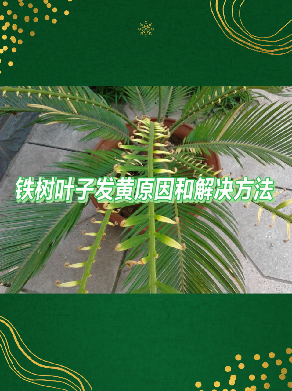 适合日常保健,安全无副作用