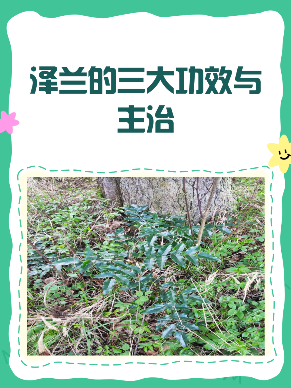 利尿通淋,缓解水肿