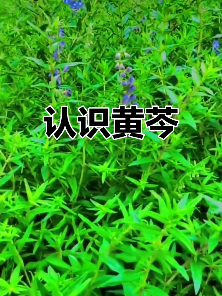 调节血糖,辅助降压