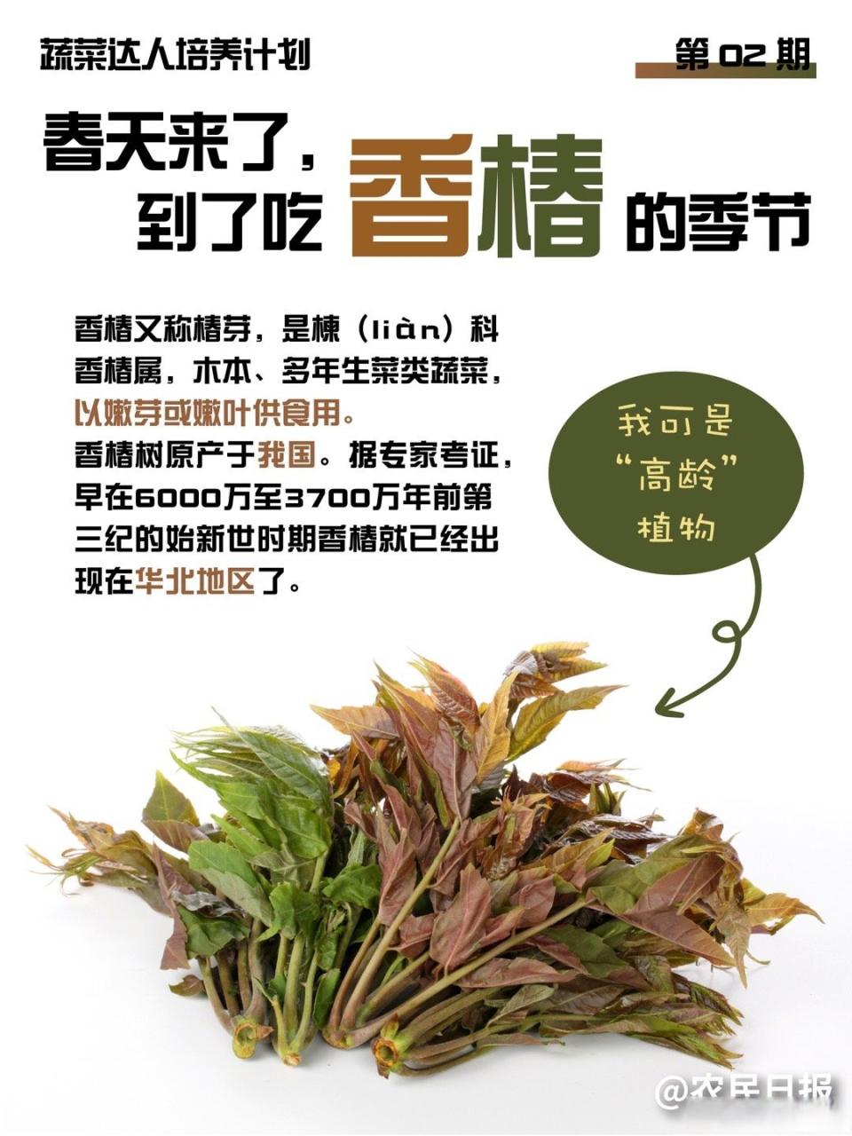 选择新鲜香椿,吃出健康