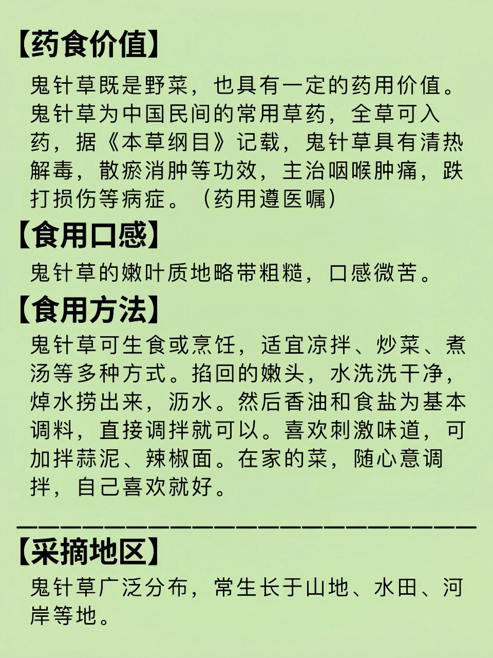 如何正确泡制鬼针草?