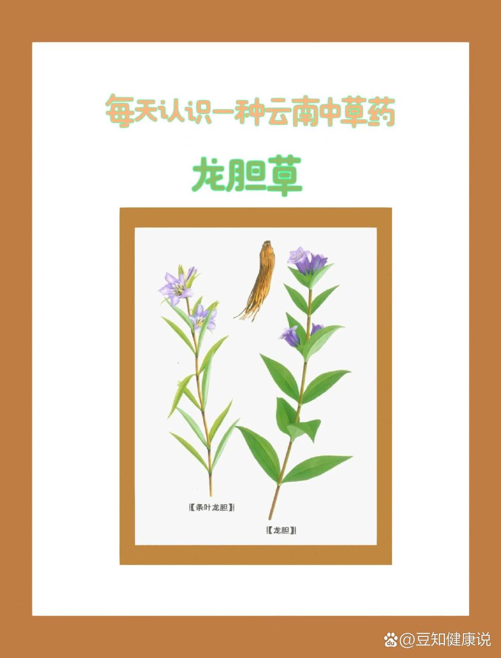 抗炎抗菌,增强免疫力