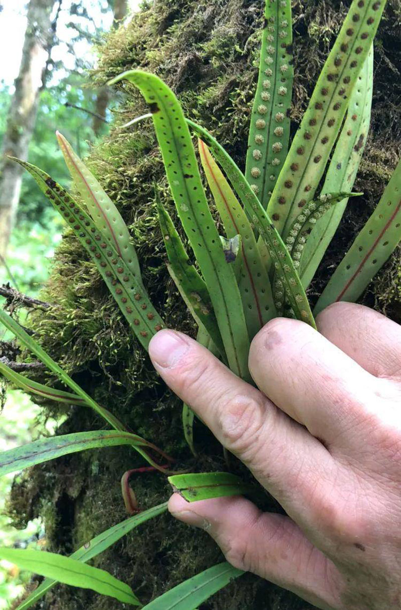 化石草的药用历史与传统应用