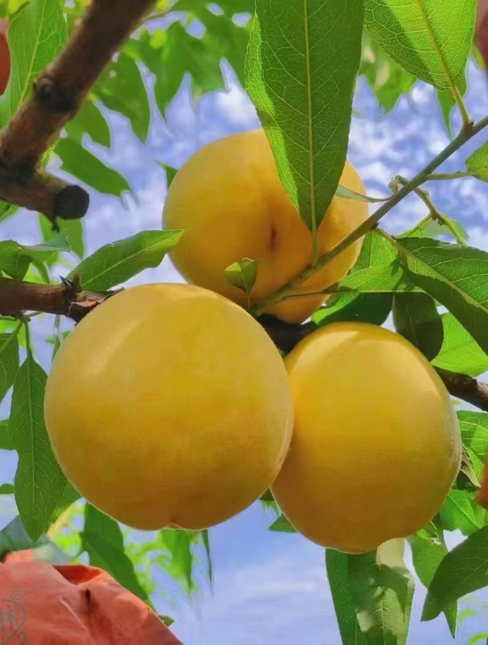 黄桃对健康有多重益处