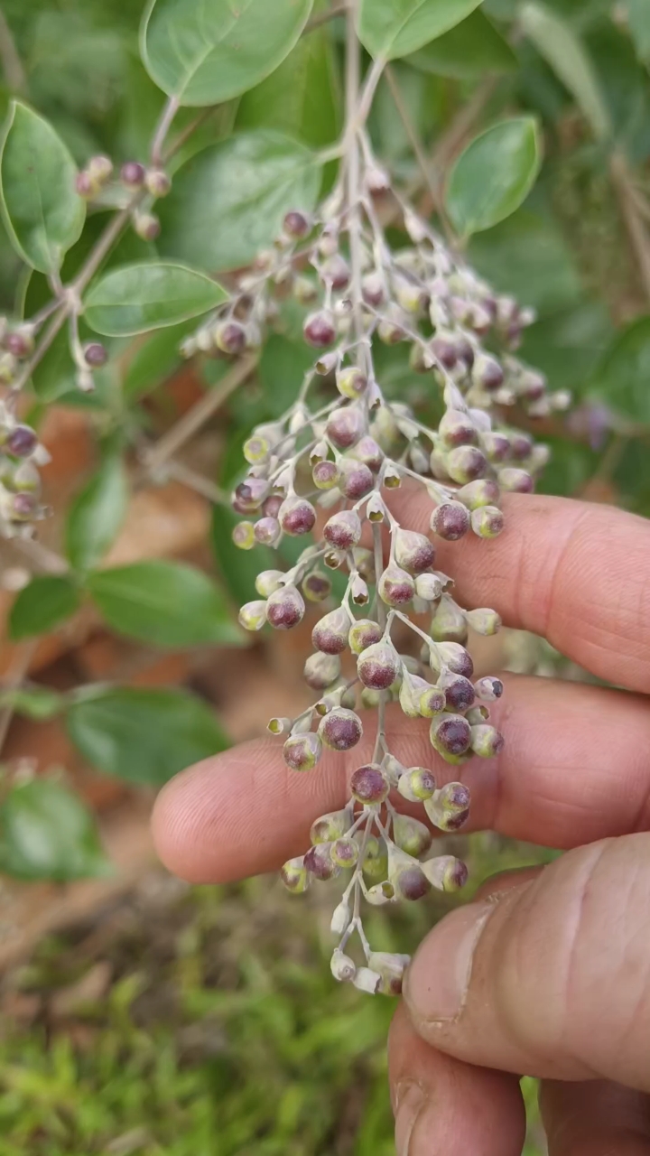 常见的用途与搭配