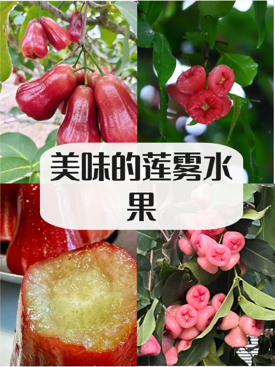 吃莲雾能带来哪些健康好处?