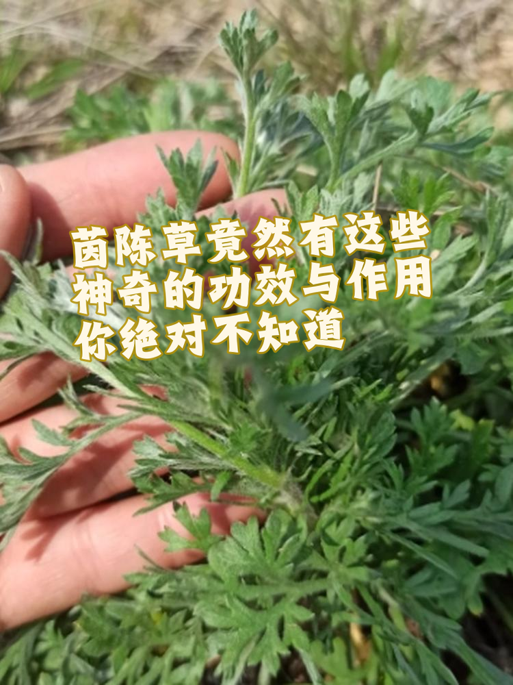 调节血脂,预防心血管疾病