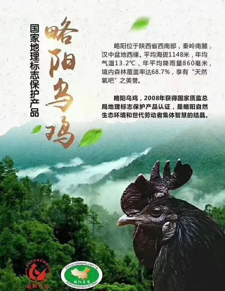 常吃乌鸡，身体更健康