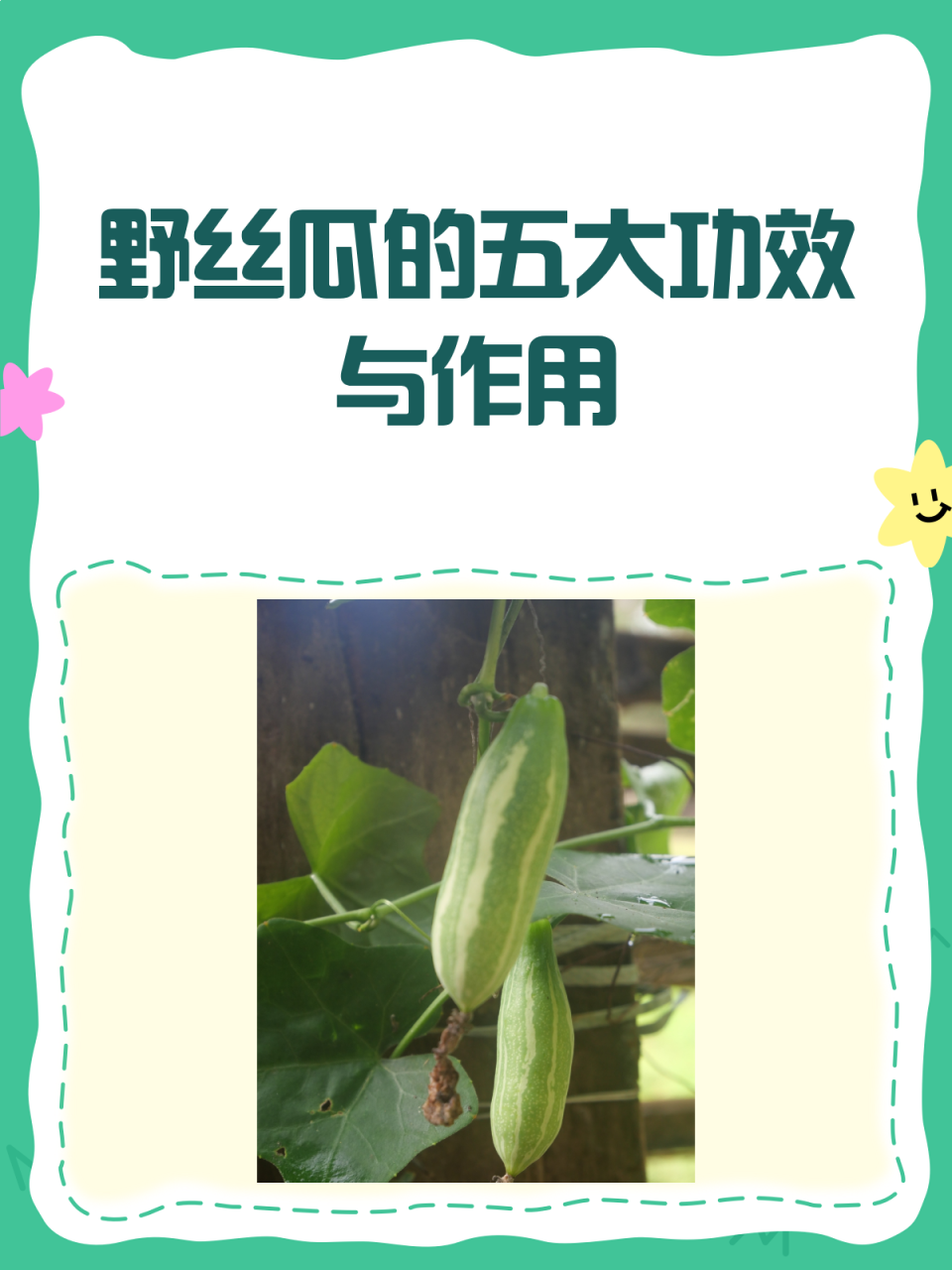 多吃丝瓜,健康又美味