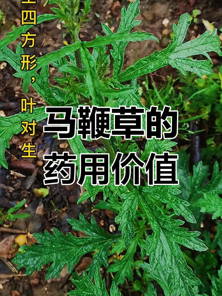 健康益处多多,适合日常调理