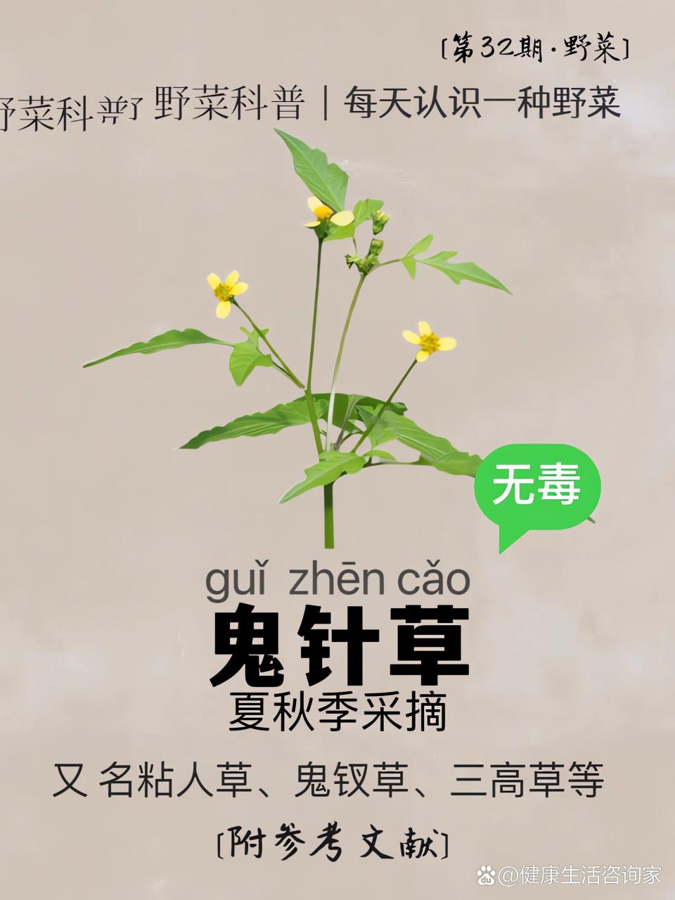 喝鬼针草需要注意什么?