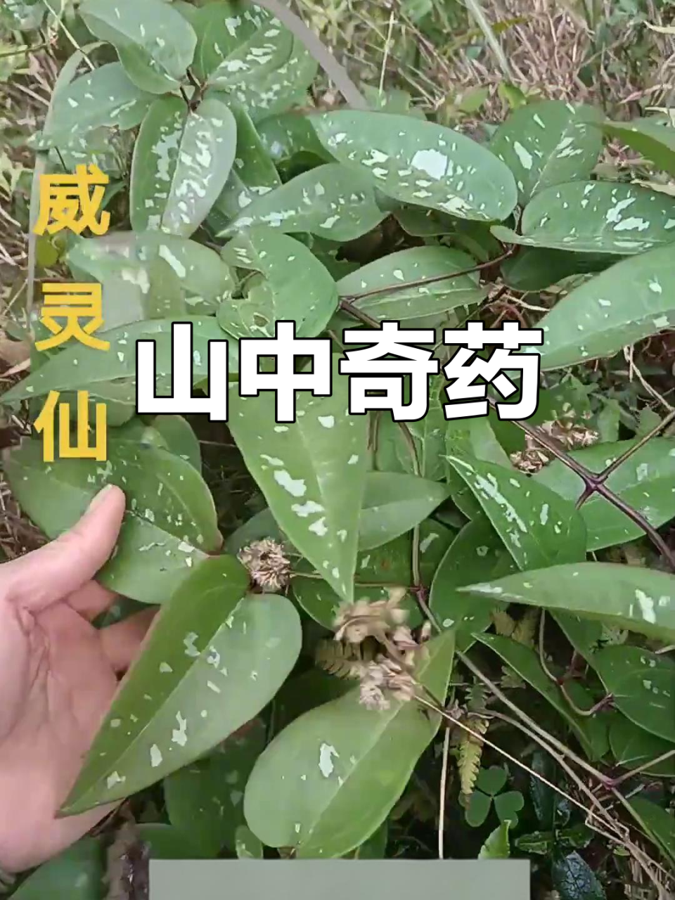 小编