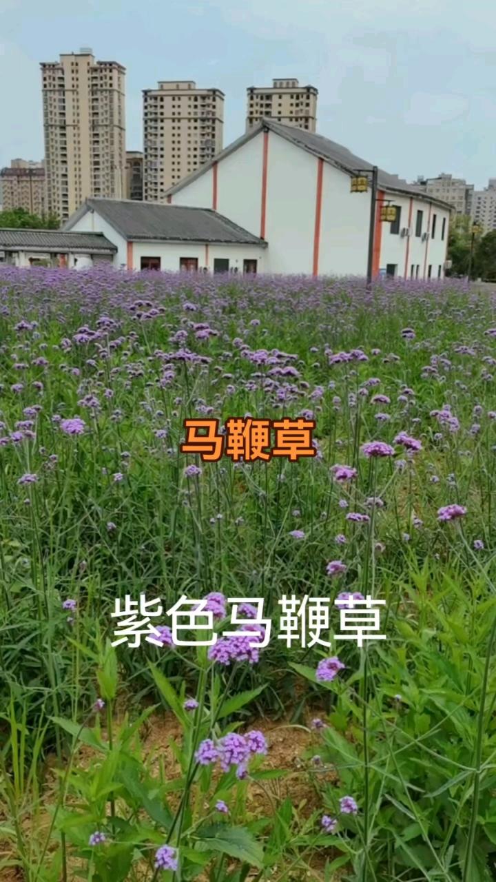 四、使用马鞭草的注意事项